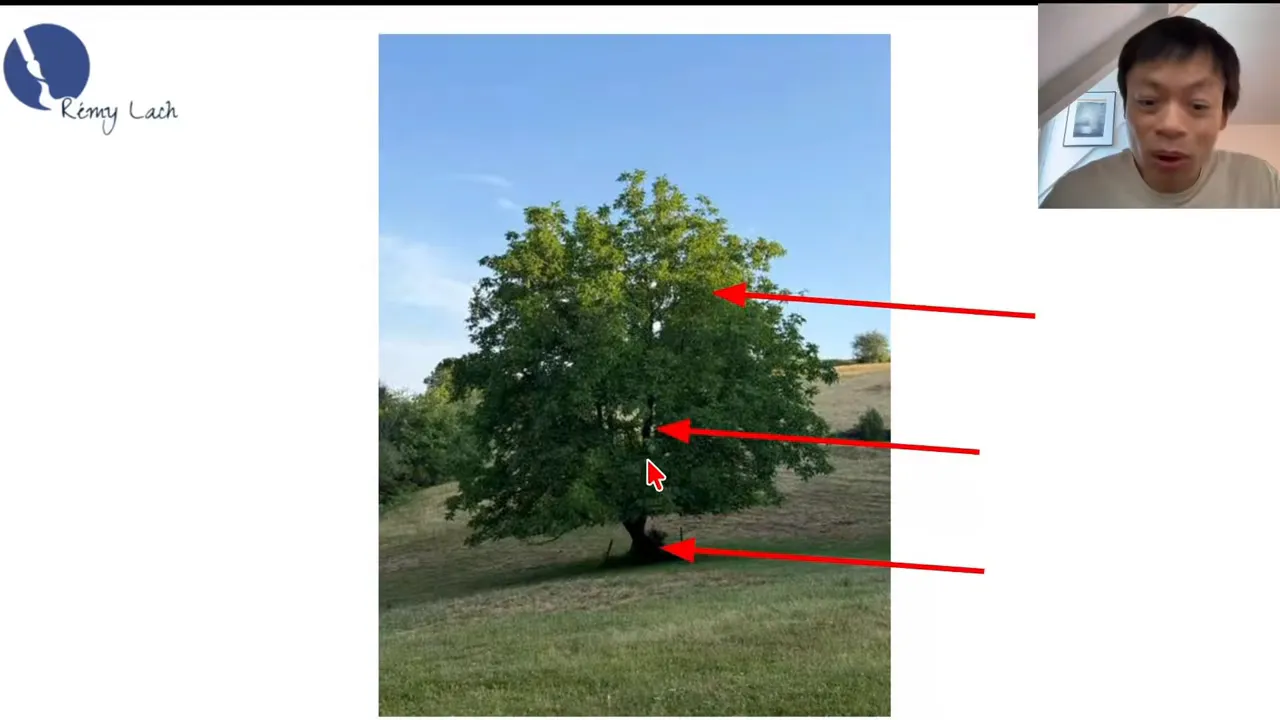 Photo of a tree with arrows pointing to the foliage, the branches and the trunk